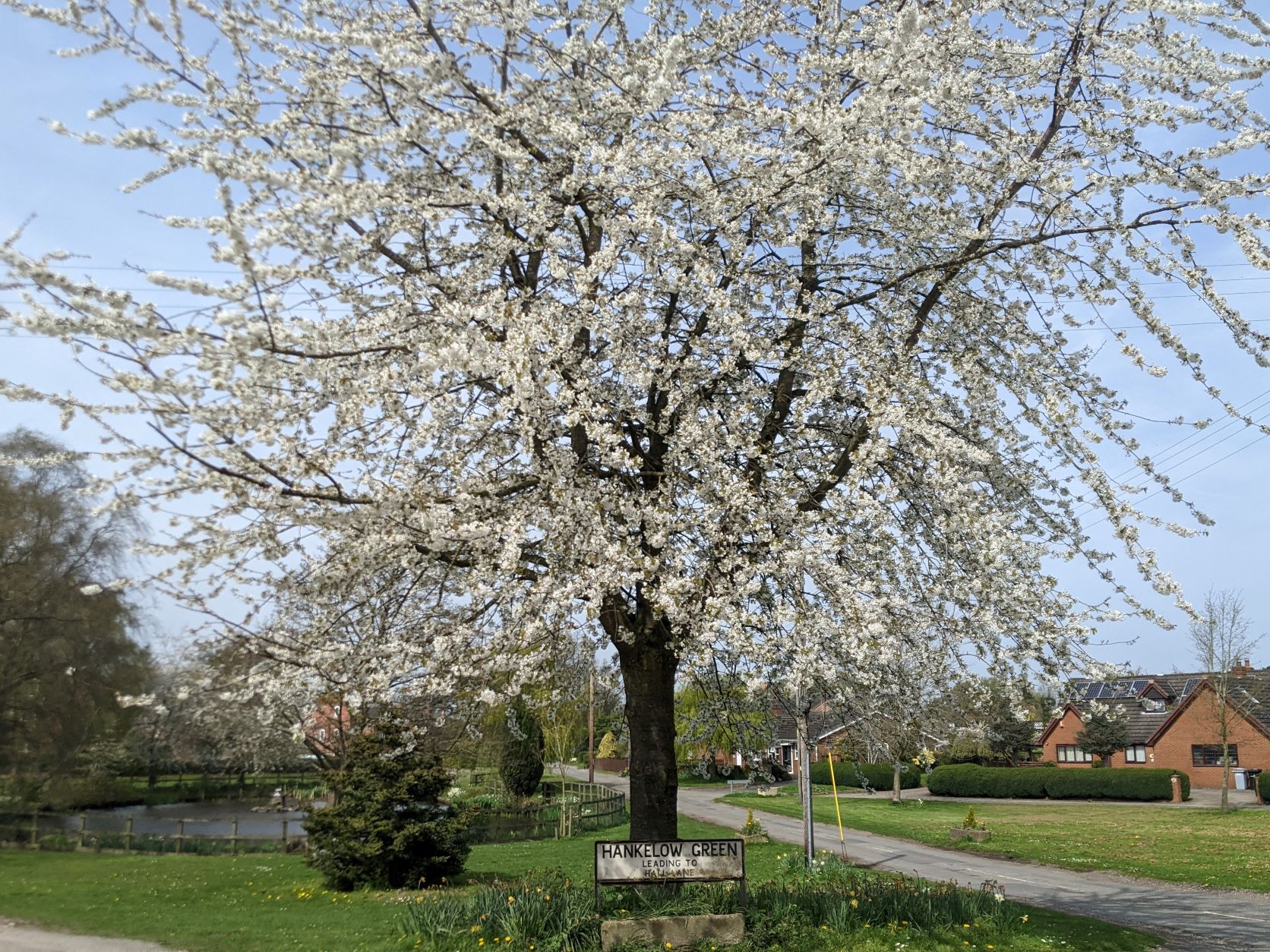 Spring blossom, April 17th